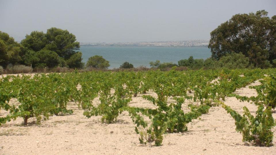 Lovely Apartment Near The Beach In Sunny La Mata Torrevieja Zewnętrze zdjęcie